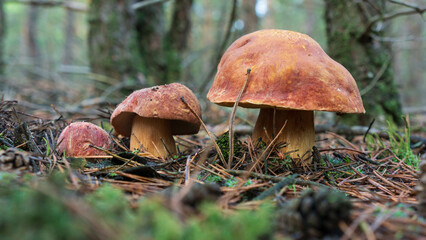 Three porcini mushrooms in a pine forest, close-up.