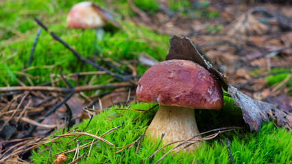 One porcini mushroom in green moss, pine forest.
