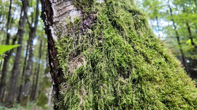 &ldquo;Forest Moss on the Woodland Floor: A Green Carpet of Life, Structure, and Ecological Importance&rdquo;