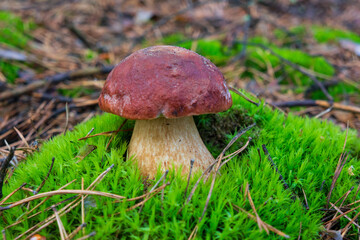 One porcini mushroom in green moss, pine forest.