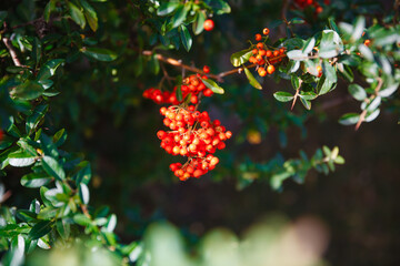 red berries on a branch