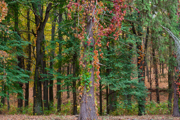 Red leaves of wild grapes on tree trunks in the park.