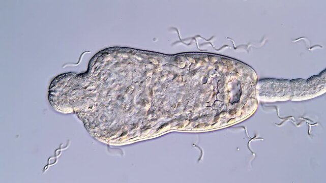 Stunning 4K Footage of Schistosoma Larvae