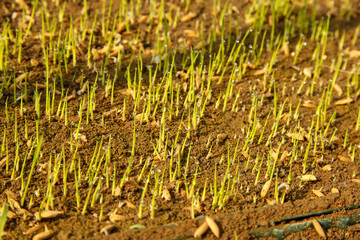 Fresh Rice Seedlings Growing in Fertile Soil - Agricultural Crop Cultivation