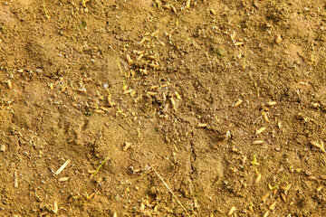 Rice Seedlings Growing in Fertile Soil - Agricultural Crop Cultivation Field