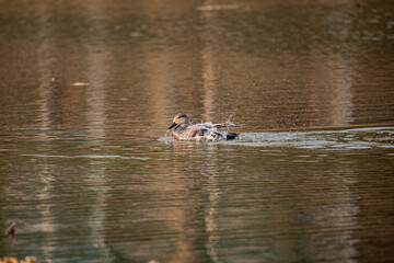 Baikal Teal stretching wings proudly in calm lake water during daylight showing beauty and elegance of wild birds