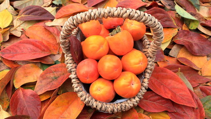 persimmmon fruit in the basket, frutta di kaki nel cestino sulle foglie colorate cadute dall'albero di caccho in autunno