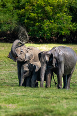 The Sri Lankan elephant - Elephas maximus maximus