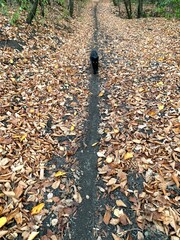 Black cat walking on a forest path covered with autumn leaves. Mysterious feline in nature.