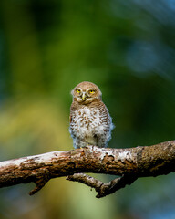 The jungle owlet - Glaucidium radiatum