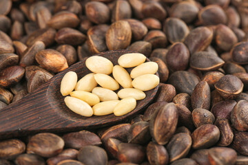 Fresh Changbai Mountain Pine Nuts in Wooden Spoon - Wild Forest Harvest Display