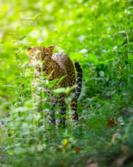 sri lankan leopard - panthera pardus kotiya