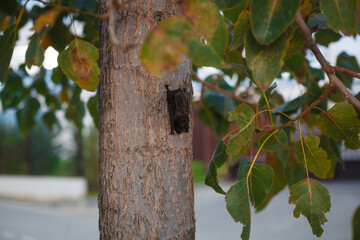 a bat in a tree