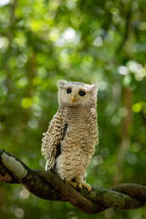 The spot-bellied eagle-owl -Ketupa nipalensis - forest eagle-owl 