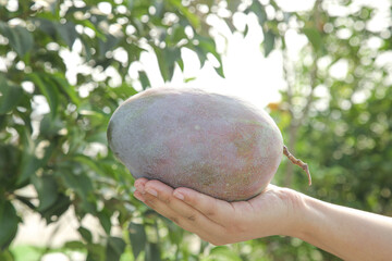 Fresh Ripe Mango Fruit in Hand Against Green Garden Background