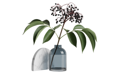  Minimal Elderberry Plant with Modern Botanical Aesthetic