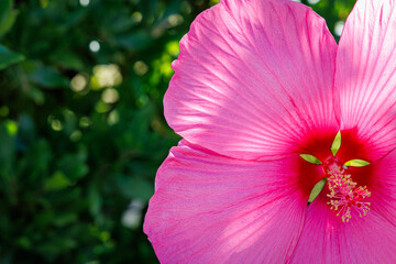 XXL pink Hibiscus moscheutos flowers in full bloom with green leaves in summer garden © Fleuronica