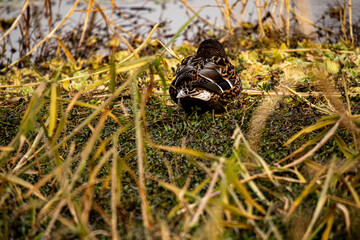 Baikal Teal resting quietly near reeds at water’s edge blending with natural wetland habitat