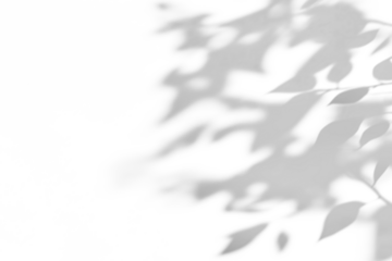 shadow overlay effects of realistic abstract natural tree leaves shadow on wall background,Summer sunlight and shadow overlay effect,abstract foliage shadow