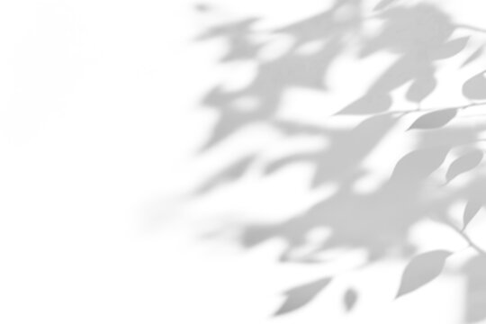 shadow overlay effects of realistic abstract natural tree leaves shadow on wall background,Summer sunlight and shadow overlay effect,abstract foliage shadow - Powered by Adobe