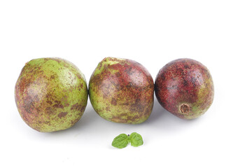 Fresh Tea Oil Camellia Fruits with Seeds for Ecological Oil Production