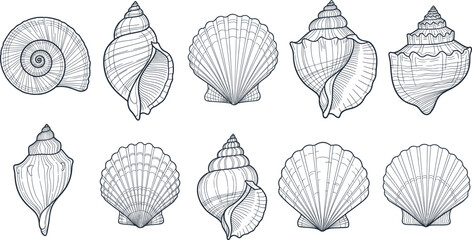 Hand-drawn seashell collection ocean beach coastal nautical summer design, vector illustration