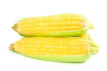 Fresh Sweet Corn Ears with Green Husks Isolated on White Background