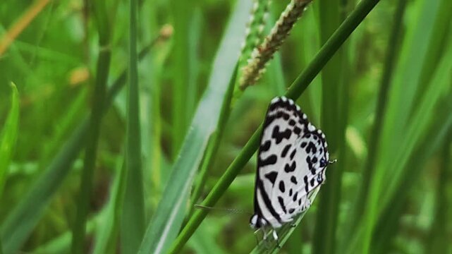 Small black and white common Pierrot butterfly (Castalius rosimon) dances over blossoms in warm summer meadow