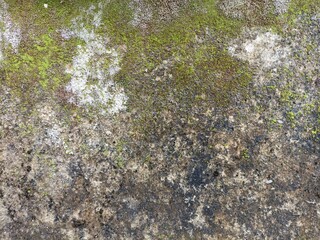 Weathered Moss and Mold Wall Texture. Close-up of an old wall with moss, mold, and stains forming a natural grunge texture background