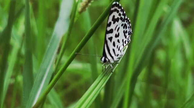Small black and white common Pierrot butterfly (Castalius rosimon) dances over blossoms in warm summer meadow
