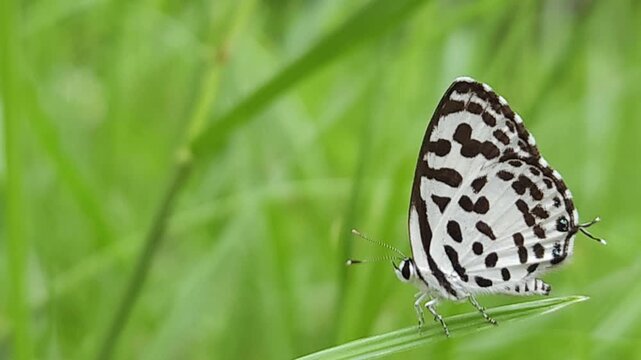 Small black and white common Pierrot butterfly (Castalius rosimon) dances over blossoms in warm summer meadow