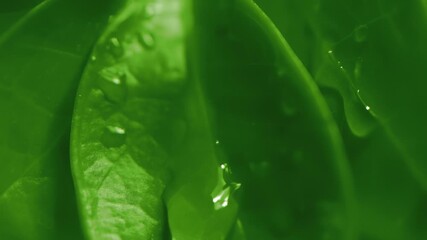 Slow motion macro shot of water droplet falling from fresh green leaf. Alternative herb skin care medicine concept. Herbal essence dropping from leaf. Organic serum drop or green tea tree oil extract - Powered by Adobe