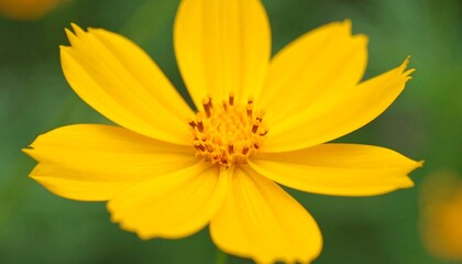 Close-up of a vibrant yellow cosmos flower, showcasing intricate details of the petals and center.
