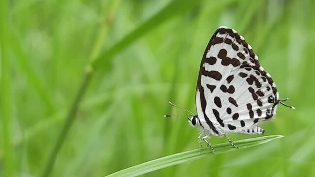 Small black and white common Pierrot butterfly (Castalius rosimon) dances over blossoms in warm summer meadow