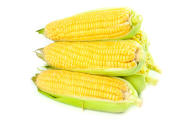 Fresh Golden Sweet Corn Cobs from Yunnan Farmers Harvest on White Background