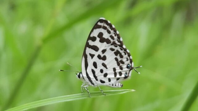 Small black and white common Pierrot butterfly (Castalius rosimon) dances over blossoms in warm summer meadow