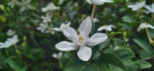 snowdrop flowers in the garden