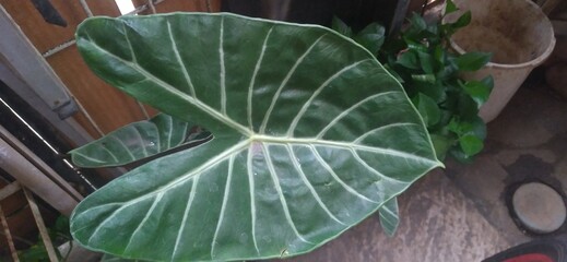 green leaf in a garden
