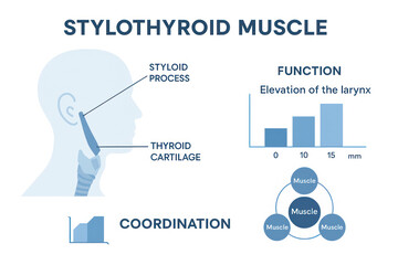 Diagram of the Stylothyroid Muscle and Its Function