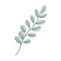 Hand-drawn eucalyptus branch in sage green