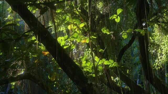 Sunlight filters through the dense, vibrant green canopy of a tropical rainforest, highlighting lush foliage, intertwining vines, and the rich biodiversity within a Hawaiian botanical garden. This foo