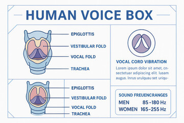 Human Voice Box Diagram: Anatomy and Sound Frequencies