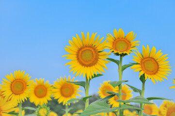 青空に映えるひまわりの花