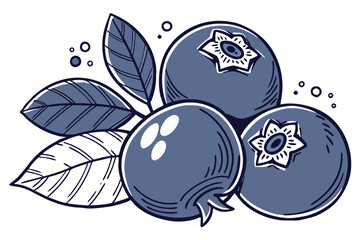 vector illustration of blueberry