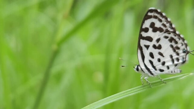 Small black and white common Pierrot butterfly (Castalius rosimon) dances over blossoms in warm summer meadow