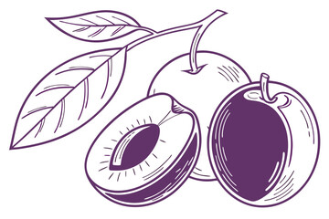 vector illustration of plums