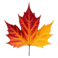 Obraz premium Vibrant autumn maple leaf with red orange and yellow hues isolated on transparent background