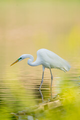 Great Egret hunting for fish in a lake