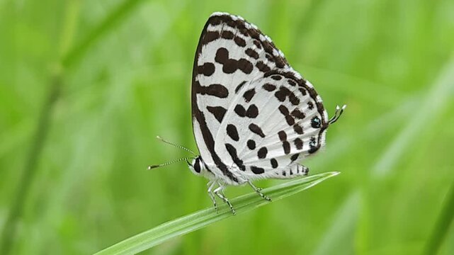 Small black and white common Pierrot butterfly (Castalius rosimon) dances over blossoms in warm summer meadow