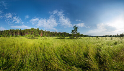 Fototapeta premium Panorama Of A Wild Field Covered With Thick Grass In The Background A Forest And A Blue Sky With Clouds